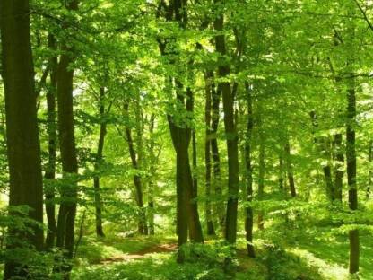 Wald