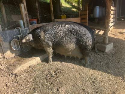 Ferkel