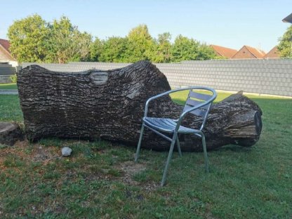 Bild 3:Nussbaumstamm