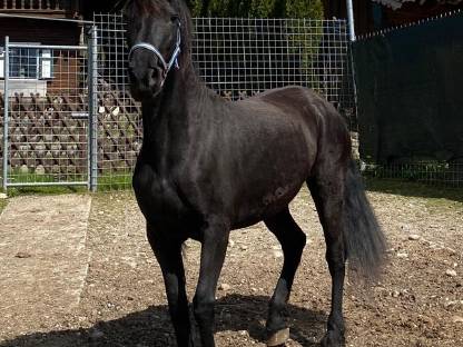 Bild 3:Schönheit Gelina sucht Lebensplatz