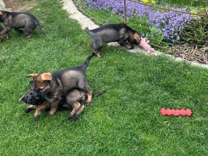 Welpen, Hundewelpen, Schäferhundwelpen