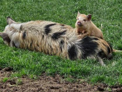Kune Kune Ferkel