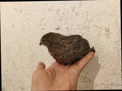 Bild 3:Wachteln, Wachtelküken, Bruteier, Speiseeier