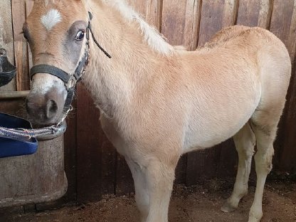 Haflinger Hengstfohlen