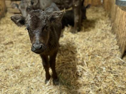 Wagyu-Kalbinnen gesucht