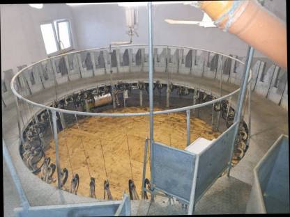 Bild 7:Melkkarussell Schafe Ziegen