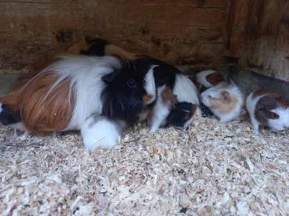 Meerschweinchenbabys