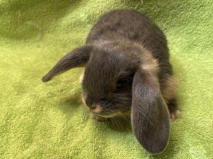 Bild 3:Zwergwidder Loh Blau