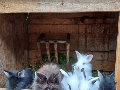 Hasen/Kaninchen