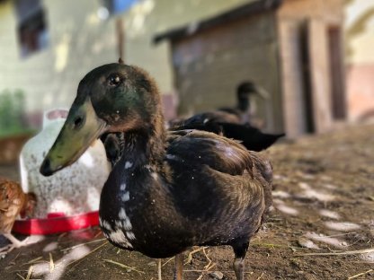 Bild 4:Enten zu vergeben