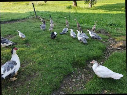 Bild 4:Pommerngänse gescheckt und Warzenenten
