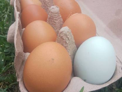 Frische Eier aus Freilandhaltung