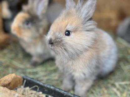 Bild 2:Löwenkopfkaninchen
