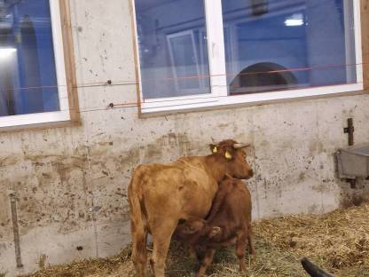 Bild 3:Dexter Rinder