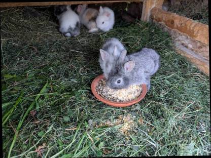 Bild 3:Zwergkaninchen laufend zu verkaufen
