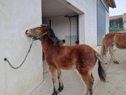 Bild 4:Pony Wallachfohlen zu verkaufen, geb. 7. Juli 24