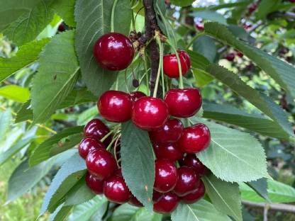 Frische Weichseln und Kirschen
