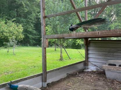 Bild 3:Pfauenhähne zu verkaufen