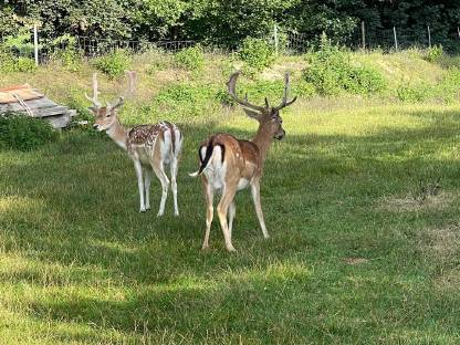 Bild 4:Verkaufe oder tausche Damhirsch