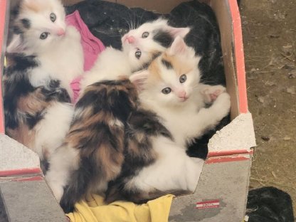Babykatzen