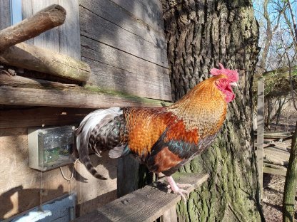 Hahn sucht Hennen