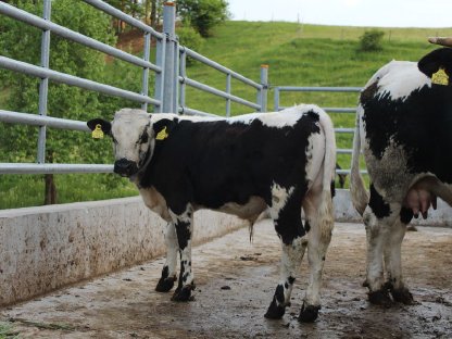 Pustertaler Sprinzen Stierkalb