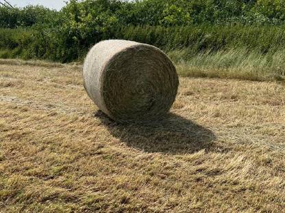 Bild 2:Heu 1. Schnitt