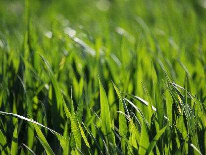 Pacht: 30 - 40ha landwirtschaftliche Flächen (Acker)!