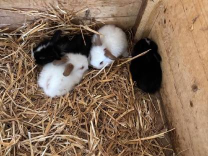 Zwerghasen, Löwenkopfhasen, Kaninchen, Meerschweinchen