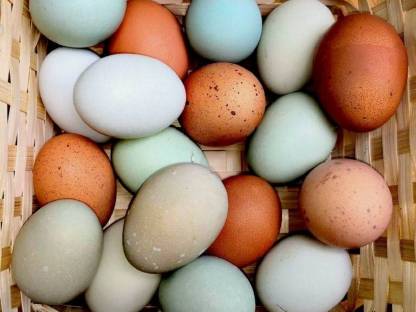 Bild 5:Naturbunte Bruteier - Grünleger, Blauleger, Marans, bunte Eier