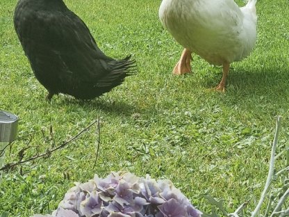 Enten-Pärchen