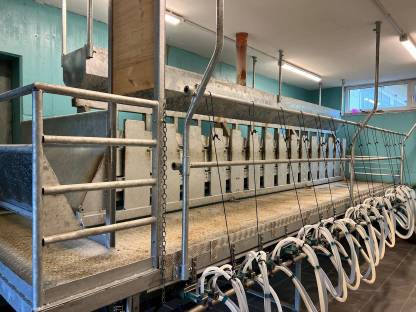 Komplett bestückter Ziegen/Schafmelkstand inkl. GEA Technik