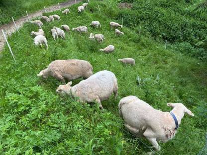 Bild 2:NOLANA-Jungwidder