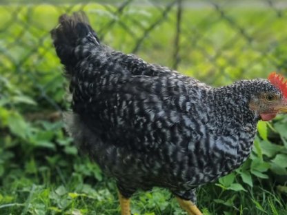 Bild 3:Hähne zu vergeben