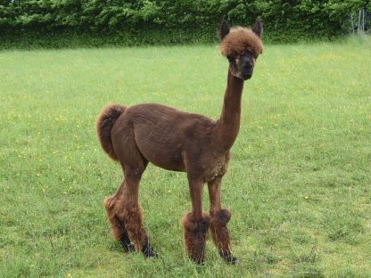 Bild 2:Alpakas