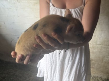 Bild 5:Mini Schweine