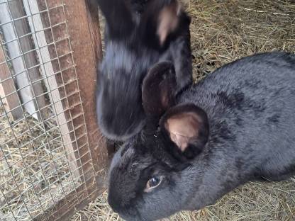 Bild 2:Hasen abzugeben