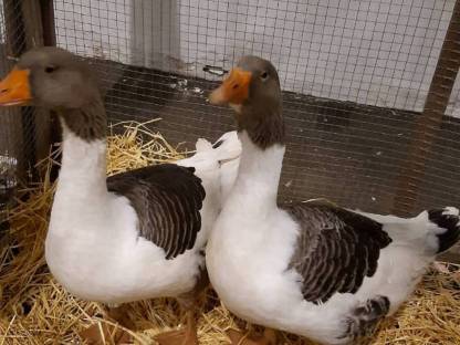 Bild 8:Pommerngänse gescheckt und Warzenenten