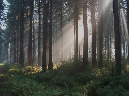 Wald 3 Parzellen im Hausruckwald 1,6 Hektar