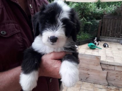 Bild 2:Bearded Collie Bobtail Mischlingswelpen