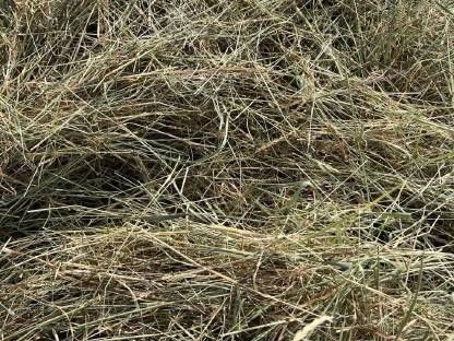 Bild 3:Heu 1. Schnitt