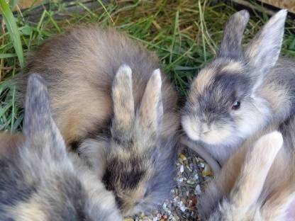Jamora, Zwergkaninchen, Kaninchen