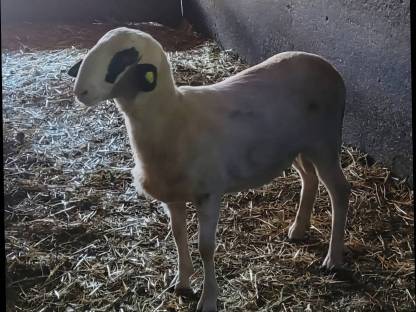 Bild 2:Brillenschaf Widder