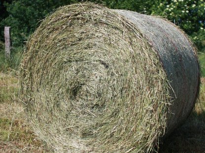 Heu 1. Schnitt Rundballen abzugeben, unverregnet