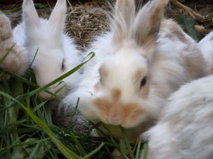 Kaninchen Babys und Erwachsene