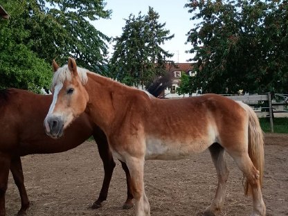 Bild 3:Hafi zu verkaufen