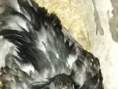 Hühner