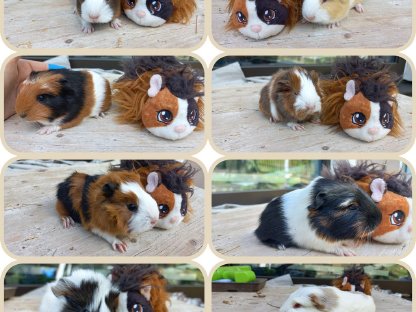 Meerschweinchenbabys