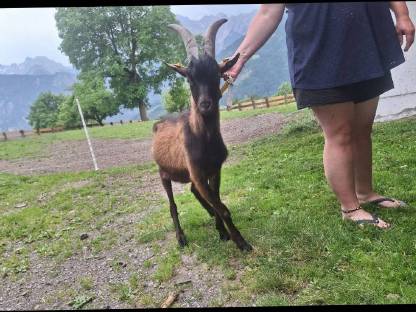 Bild 2:Pinzgauerbock