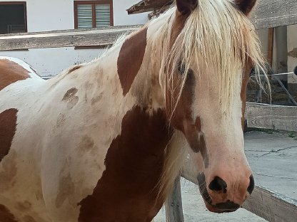 Bild 2:2 Pferde zu verkaufen